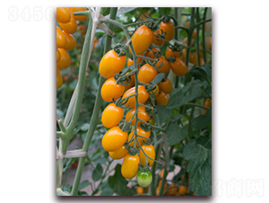 ����С�ƹ�-ӣ�ҷ�������-����