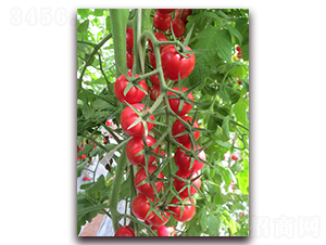����19��-ӣ�ҷ�������-����
