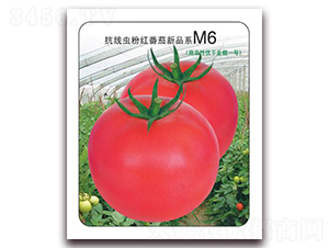 ����M6-�ۺ췬������-����