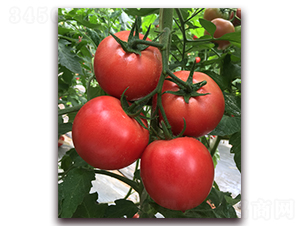 ����1828-��������-����