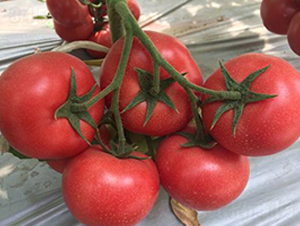 ����951-��������-����