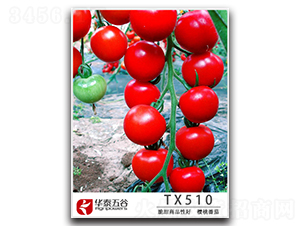 ӣ�ҷ���TM510-��������-��̩���