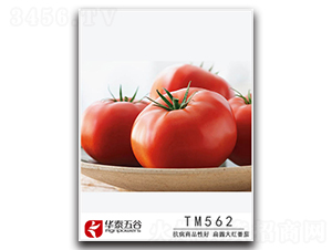 TM562-��������-��̩���