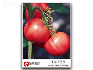 TM759-��������-��̩���
