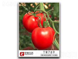 TM789-��������-��̩���