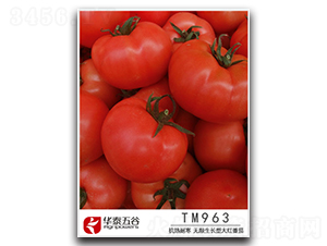 TM963-��������-��̩���