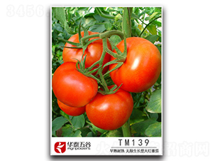 TM139-��������-��̩���