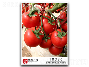 TM386-��������-��̩���