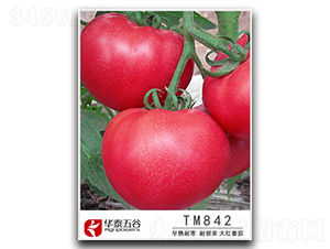TM842-��������-��̩���