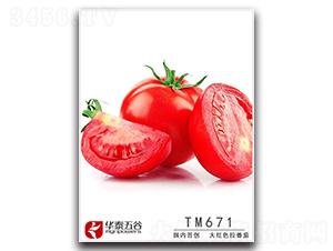 TM671-��������-��̩���