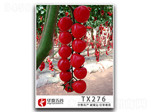 TX276-��������-��̩���