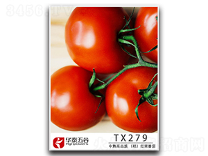 TX279-��������-��̩���
