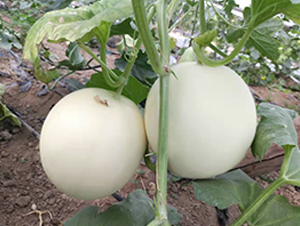 ����115-�������-������ҵ
