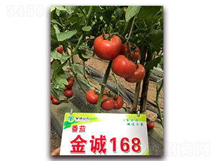 ���168-��������-�����ũ