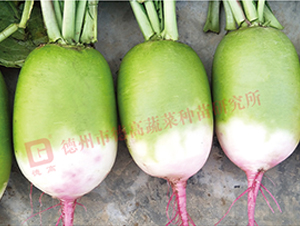 R177-�ܲ�����-�¸�