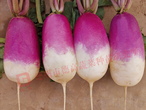 R275-�ܲ�����-�¸�