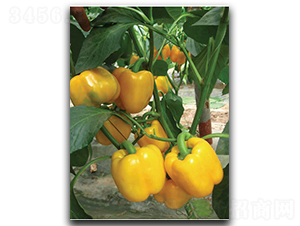 ����SP11-��������