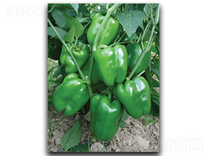 ����SP875-��������