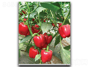 ����SP932-��������