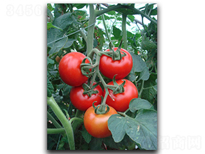 ����RT968-��������