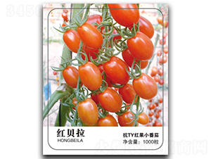 �챴��-��������