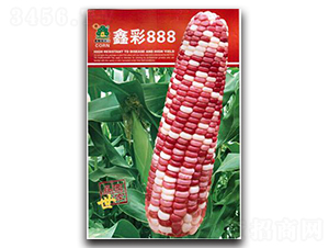 �β�888-��������-��԰����
