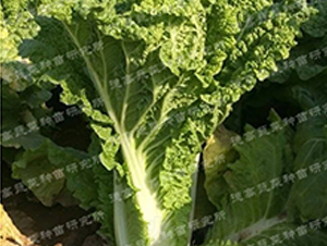������3��-��ײ�����-�¸�