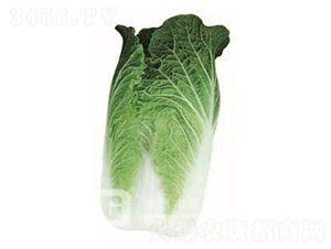 �����ײ��ײ�-CR117-��ײ�����-�¸�