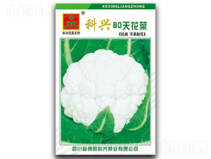 80�컨��-��������-������ҵ
