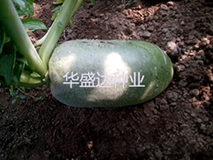 ����1��ˮ���ܲ�-�ܲ�����-��ʢ��