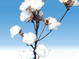 �º�39��-�޻�����-��ʥ����ҵ
