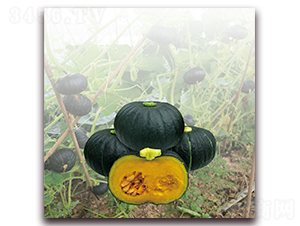 ��ũ�����Ϲϣ�1245��-�Ϲ�����-����ũ