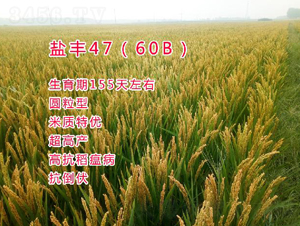 �η�47��60B��-ˮ������-������ҵ