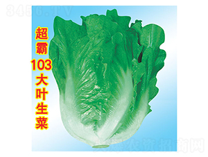 ����103��Ҷ����-��������-��ũ�߿�