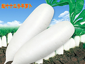 ��Ҷʮ�������ܲ�-�ܲ�����-��ũ�߿�