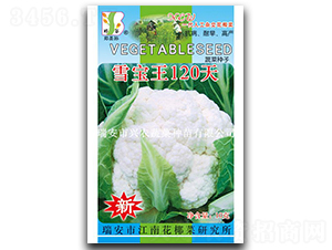 ѩ����120��-��Ҭ������-֣��