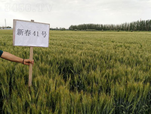 �´�41��-С������-��ʥ����ҵ