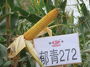 ����272-��������-��ʥ����ҵ