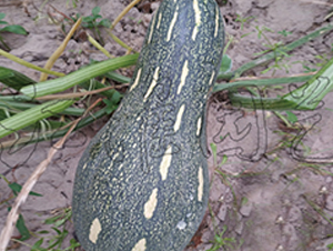 �ɹ�104-�Ϲ�����-����԰��