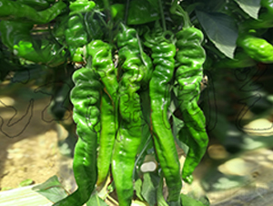 �콷4��-��������-����԰��