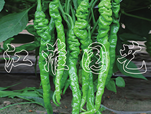JYSL19-40-��������-����԰��
