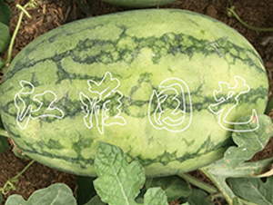 ׿Խ6��-��������-����԰��