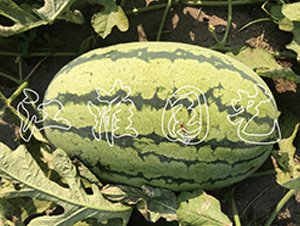 ����988-��������-����԰��