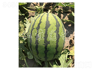 ����12��-��������-����԰��