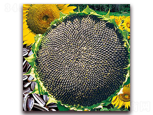 JP6608-��������-������ҵ