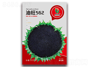 ����562-��������-������ҵ