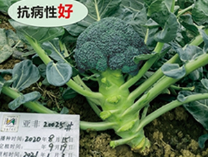 �ɹ�65-����������-�Ƿ�
