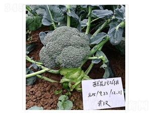 ������18261-����������-�Ƿ�