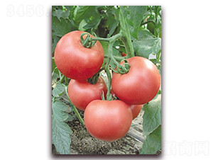 ���ߵ�-��������-��������