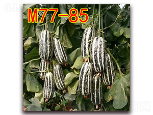 M77-85-��Ƥ�������-��·��ҵ